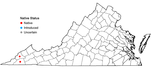 Locations ofDiphyscium mucronifolium Mitt. in Virginia