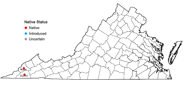 Locations ofDiphyscium mucronifolium Mitt. in Virginia