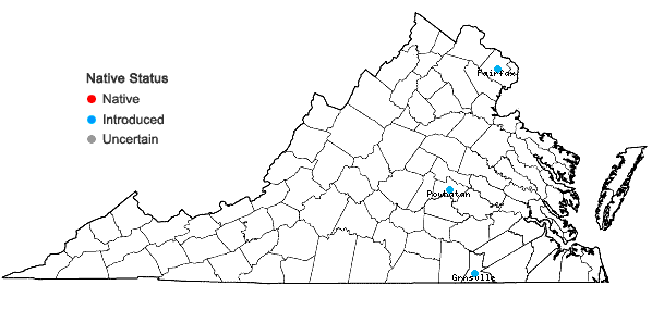 Locations ofDiplotaxis muralis (Linnaeus) A. P. DeCandolle in Virginia