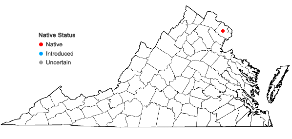 Locations ofDryopteris clintoniana × marginalis in Virginia