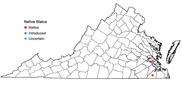 Locations ofDryopteris ×australis (Wherry) Small in Virginia