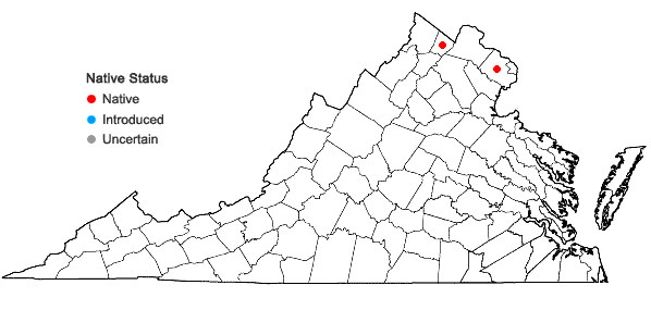 Locations ofDryopteris ×slossoniae Wherry ex Lellinger in Virginia