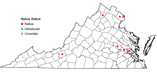 Locations ofEchinochloa muricata (Beauv.) Fern. var. microstachya Wieg. in Virginia