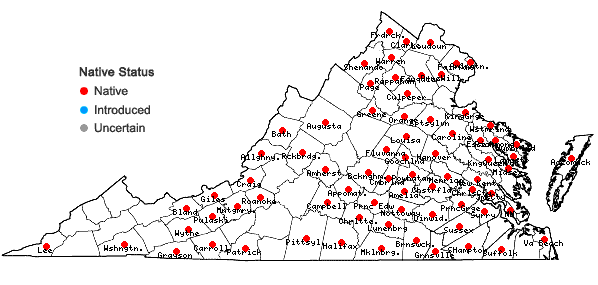 Locations ofEchinochloa muricata (Beauv.) Fern. var. muricata in Virginia
