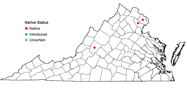 Locations ofEchinocystis lobata (Michx.) Torrey & A. Gray in Virginia