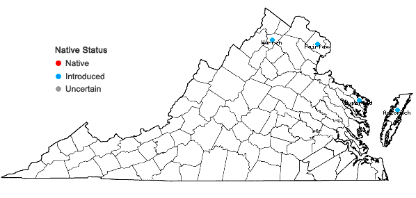 Locations ofElaeagnus angustifolia L. in Virginia