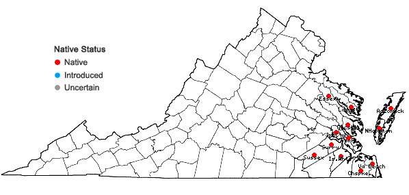 Locations ofEleocharis albida Torrey in Virginia