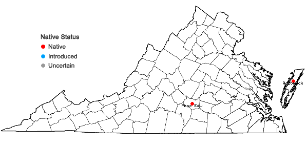 Locations ofEleocharis equisetoides (Elliott) Torrey in Virginia
