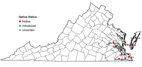 Locations ofEleocharis rostellata (Torrey) Torrey in Virginia