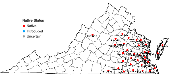Locations ofEleocharis tuberculosa (Michx.) Schultes in Virginia