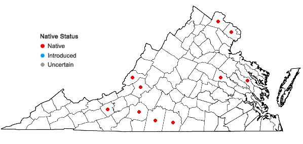 Locations ofElymus virginicus L. var. intermedius (Vasey ex . Gray) Bush in Virginia