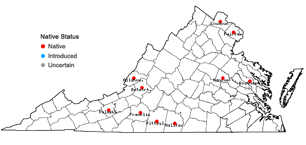 Locations ofElymus virginicus L. var. intermedius (Vasey ex . Gray) Bush in Virginia