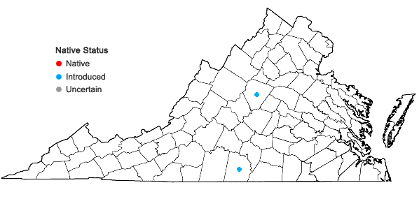 Locations ofEragrostis intermedia A.S. Hitchc. in Virginia