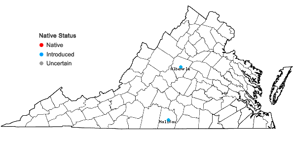 Locations ofEragrostis intermedia A.S. Hitchc. in Virginia