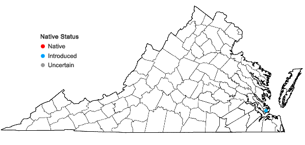 Locations ofEragrostis secundiflora J. Presl ssp. oxylepis (Torr.) S.D. Koch in Virginia