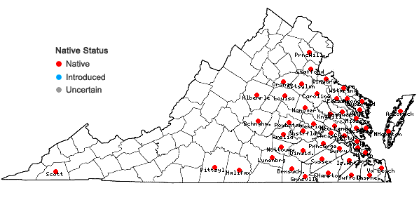 Locations ofErianthus contortus Ell. in Virginia