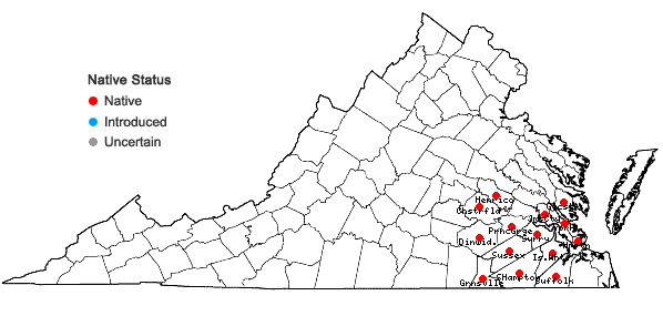 Locations ofErianthus strictus Baldwin in Virginia