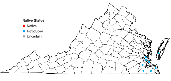 Locations ofErigeron bonariensis L. in Virginia
