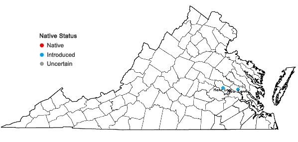 Locations ofErigeron quercifolius Lam. in Virginia