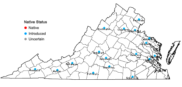 Locations ofErysimum repandum Linnaeus in Virginia