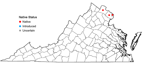 Locations ofErythronium albidum Nutt. in Virginia