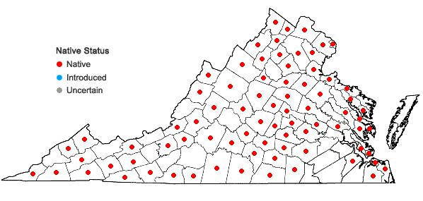 Locations ofErythronium americanum Ker-Gawl. ssp. americanum in Virginia