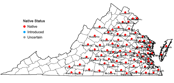 Locations ofEupatorium hyssopifolium L. in Virginia