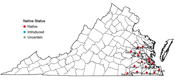 Locations ofEupatorium semiserratum DC. in Virginia