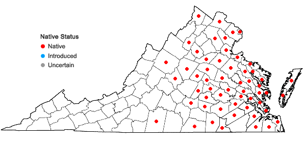 Locations ofEuthamia graminifolia (L.) Nutt. var. graminifolia in Virginia