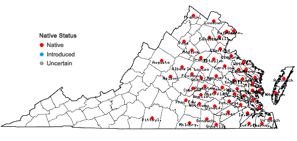 Locations ofEuthamia graminifolia (L.) Nutt. var. graminifolia in Virginia