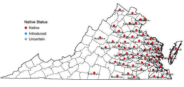 Locations ofEuthamia lanceolata (L.) Nesom in Virginia