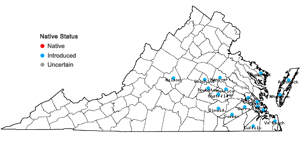 Locations ofFacelis retusa (Lam.) Schultz-Bip. in Virginia