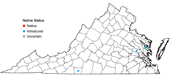 Locations ofFallopia baldschuanica (Regel) Holub in Virginia