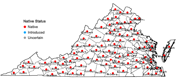 Locations ofFallopia scandens (L.) Holub in Virginia