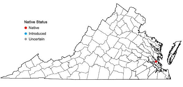 Locations ofFimbristylis perpusilla Harper ex Small & Britt. in Virginia