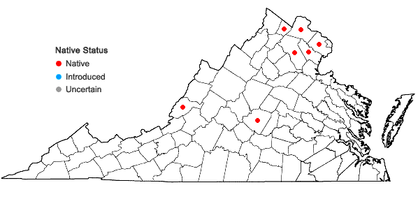 Locations ofFloerkea proserpinacoides Willd. in Virginia