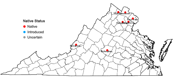 Locations ofFloerkea proserpinacoides Willd. in Virginia