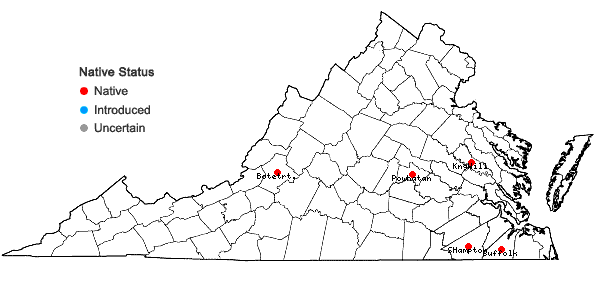 Locations ofFossombronia cristula Austin in Virginia