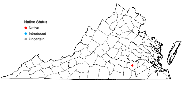 Locations ofFuirena breviseta (Coville) Coville in Virginia