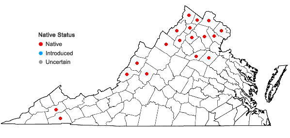 Locations ofGalium concinnum Torr. & Gray in Virginia