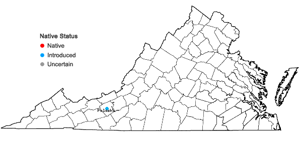 Locations ofGalium divaricatum Pourret ex Lam. in Virginia