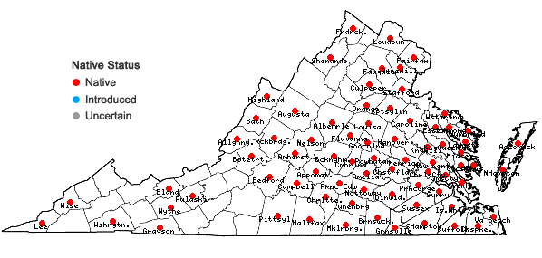 Locations ofGalium obtusum Bigelow in Virginia