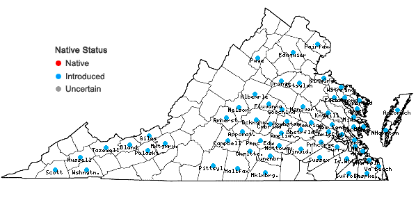 Locations ofGalium sherardia E.H.L. Krause in Virginia