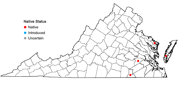 Locations ofGamochaeta antillana (Urban) Anderb. in Virginia