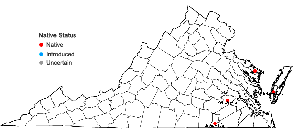 Locations ofGamochaeta antillana (Urban) Anderb. in Virginia