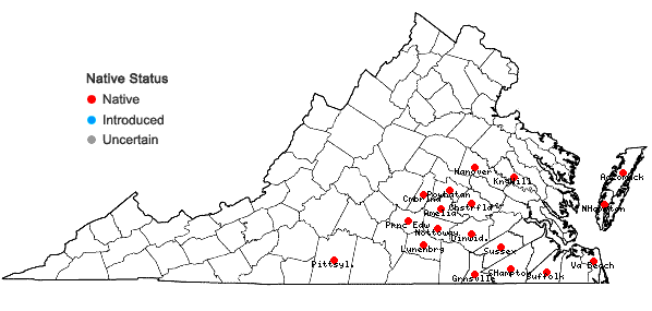 Locations ofGamochaeta calviceps (Fern.) Cabrera in Virginia