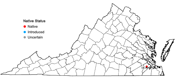Locations ofGeocarpon carolinianum (Walt.) E.E. Schilling in Virginia