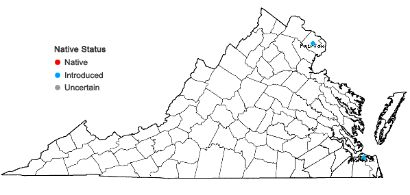 Locations ofGlaucium flavum Crantz in Virginia