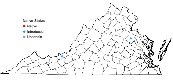 Locations ofGrindelia lanceolata Nutt. in Virginia