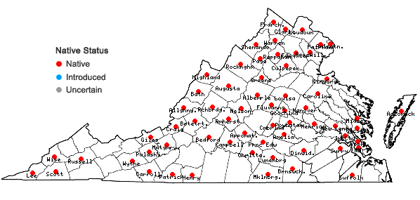 Locations ofHackelia virginiana (L.) I.M.Johnston in Virginia